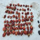 동해-단속-22 이미지