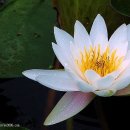 백연사