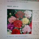 [성모동산의 꽃과 풀들] 마음을 전달하는 꽃들, 카네이션과 푸크시아 이미지
