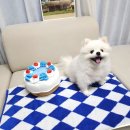 레인보우 포켓클럽 | 강아지 노즈워크 장난감 파인클럽 쑈 파인 케이크 추천~