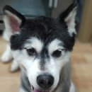 블링블링펫미용 이미지