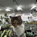 충장로350번길 | 고양시 다육이 화원 미스터허브식물공방 고양이가 영업을 잘해요
