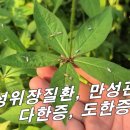 [냉초, 참룡검] 다한증, 도한증, 만성 위염, 냉증을 치료한다 이미지