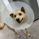 원당동물병원 이미지