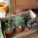 부영다육농장 이미지