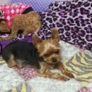 코코펫 살롱 호텔 이미지