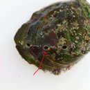 전복이야기 이미지