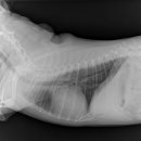 얼바인동물병원 이미지