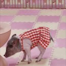 피그월드 이미지