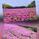 [제49차]4월20일(월)불암산 철쭉 나들이 갑니다 이미지
