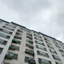 비둘기2길 이미지