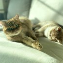 그루밍캐터리 이미지