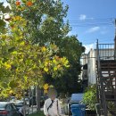 동그란,댕 | 미국 서부 여행 Day 3 • 그리피스 뚜벅이 했다가 죽을뻔함 (유니버설스튜디오, 월트 디즈니 콘서트홀...