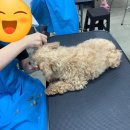 베스트강북애견미용학원