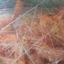 자갈치꼼장어 이미지