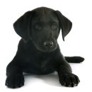 오렌지동물병원 이미지