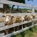 시중 목장 이미지