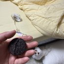 해운대 24시 동물의료원 | 오레오 먹은 강아지, 해운대 24시 동물의료원에서 응급처치하다.