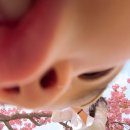 주차19 | 4월 19일 방문후기 | 불국사 겹벚꽃 주차추천, 포토스팟, 개화상황, 경주 킥보드 태우기 좋은곳