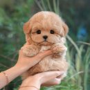 자유로 동물병원 | 마곡강아지분양 미유펫에서 만난 단짝