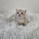 수원고양이분양 드림캣 안심분양센터 이미지