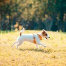 강아지산책 이미지