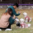 펫파크 이미지