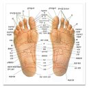 발 지압을 자주 해주면 혈액 순환이 잘되 요통 ,심장,당뇨 좋타네요 이미지