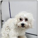 까망댕댕 이미지