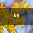 파주로 은행나무길 이미지