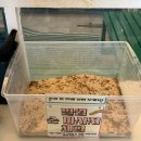 세븐카페 | 광안리 동물카페 세븐테마카페 내돈내산 솔직 후기