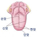 미각 이미지