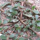 ♣쇠비름(Purslane)효능♣ 이미지