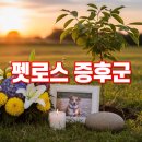 거창축산업협동조합동물병원 | 펫로스 증후군, 반려동물 이별 후 슬픔 극복법