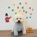 딩동댕독 이미지