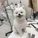 단풍이네 그루밍샵 이미지