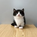 오독안심분양센터 강아지분양 고양이분양 대구점 이미지