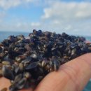 인천시, 백령 해역에 어린 토종 홍합‘참담치’80만 마리 방류 이미지