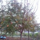 수원-0885 이미지