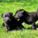 이쁜멍멍이 이미지