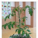 하연이네 이미지