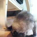 살랑 그루밍 이미지