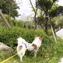 쪼코의옷장 이미지