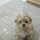 광주강아지분양 애견만세 이미지