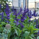 블루아짐 이미지