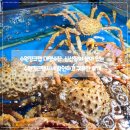 대명정비 | 수원킹크랩 대명수산 – 신선함이 살아 있는 수원킹크랩시세 확인하고 구매한 후기!