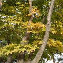 몽마르뜨공원 이미지