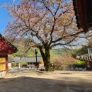큰꽃지천 | 전나무 힐링 숲길로 이어진 능가산의 천년고찰 [내소사]