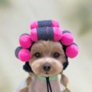 위위그루밍 이미지