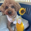 개밥드슈 이미지